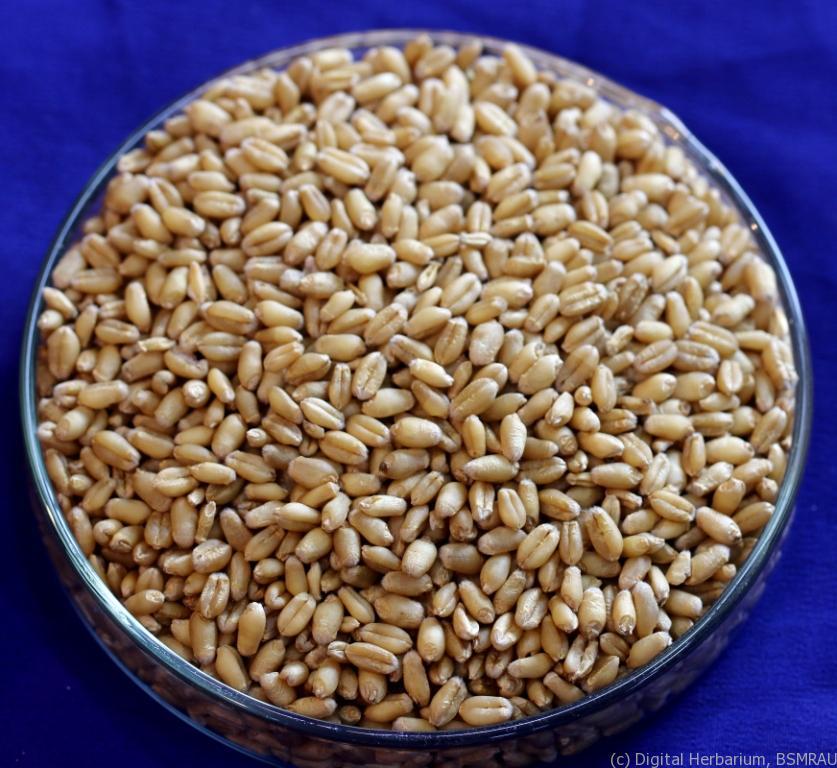 বারি গম-২৬ , Shahahbuddin