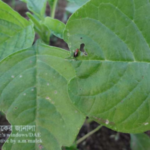 ডাটার ফ্লি বিটল পোকা