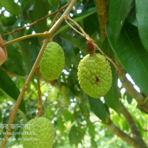 লিচুর ফল ছিদ্রকারী পোকা