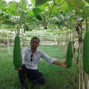 NATP-2  Safe Vegetable