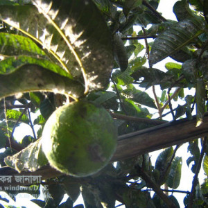 পেয়ারার শুটিমোল্ড রোগ