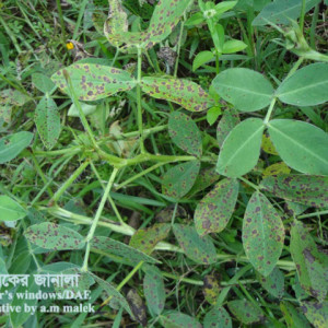 চীনাবাদামের টিক্কা রোগ