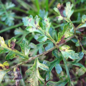 গাজরের পাতা পোড়া রোগ